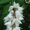 Deutzia crenata fleur P12